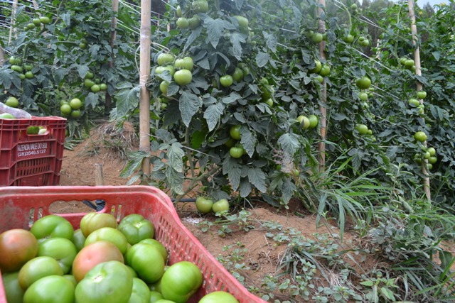 Crescimento rural em Irupi: Programa Vale Feira ajuda aumentar vendas da produção agrícola